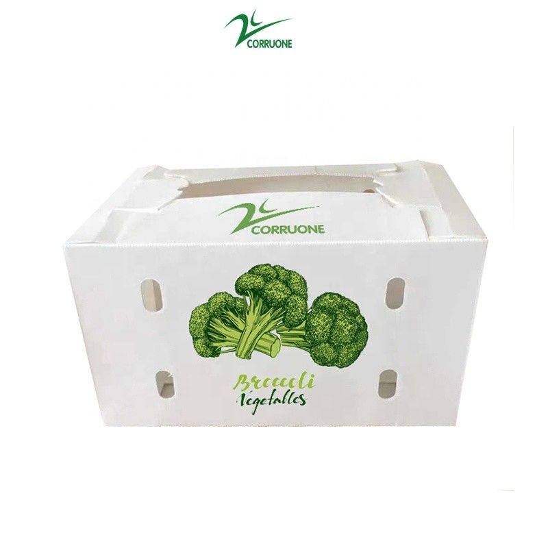 Ekoloji dostu, brokoli ve mısır için kurutulmuş plastik kutuları özelleştir Correx mısır brokoli ve tarım paketleri