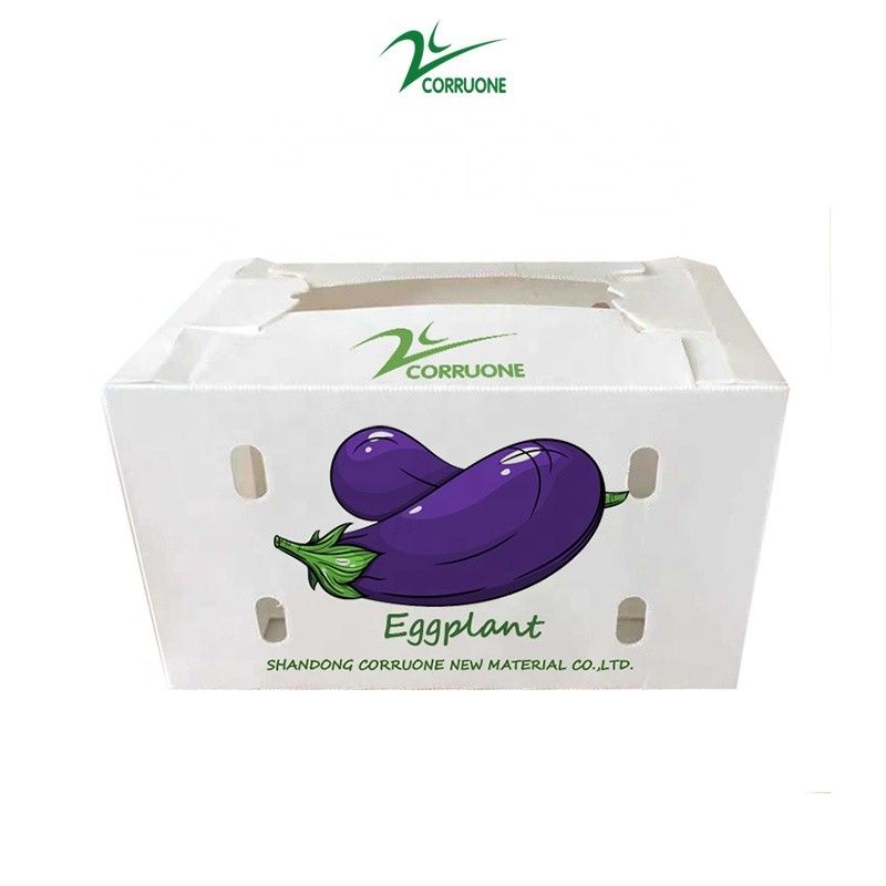 Ekoloji dostu, brokoli ve mısır için kurutulmuş plastik kutuları özelleştir Correx mısır brokoli ve tarım paketleri