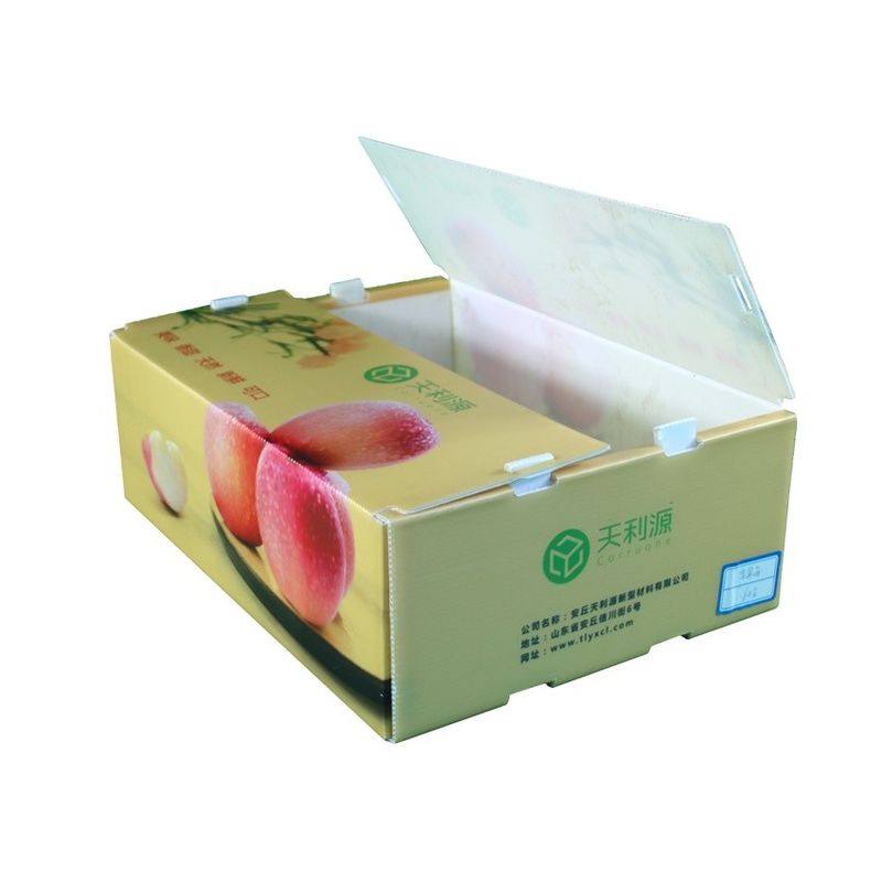 Meyve Sebze Paketleme PP KartonPlast Üzüm Paketleme KutularıPlastik Brokoli KutularıGinger Yaprakları