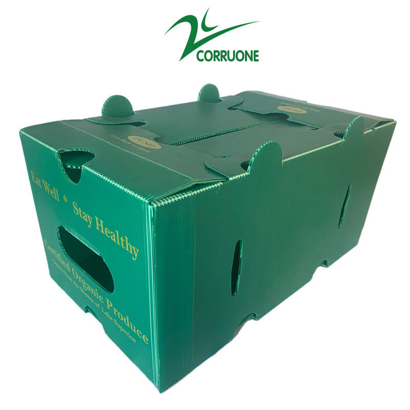 Corruone su geçirmez Meyve Sebze Paketleme PP KartonPlast Üzüm Paketleme Kutuları Plastik Brokoli Kutuları Ginger kutuları