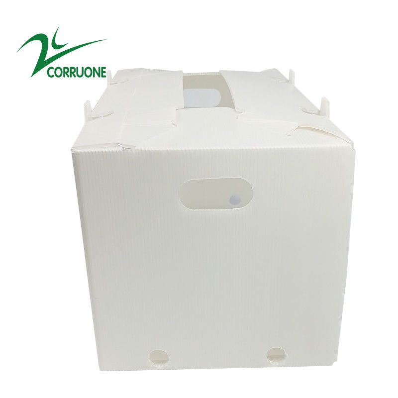 2mm-11mm İçi Boş Karton Coroplast Correx Katlanır Oluklu Plastik Kutular