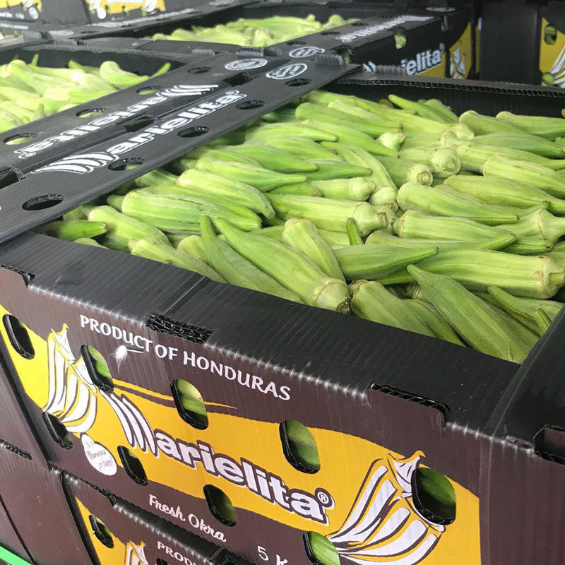 6mm 8mm Kuşkonmaz Correx Ambalaj Kutuları Mango Coroplast Saklama Kutuları